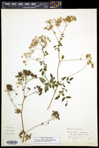 Thalictrum dioicum image