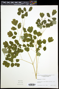 Thalictrum dioicum image