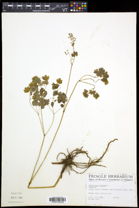 Thalictrum dioicum image