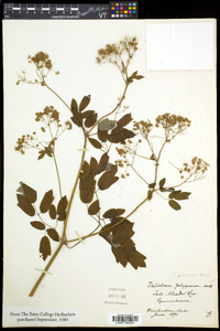 Thalictrum pubescens image