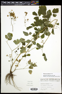 Thalictrum pubescens image