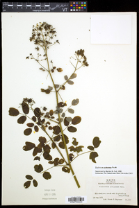 Thalictrum pubescens image