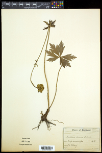 Trollius laxus image