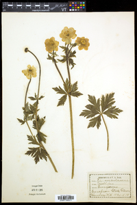 Trollius laxus image