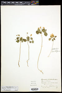 Thalictrum thalictroides image