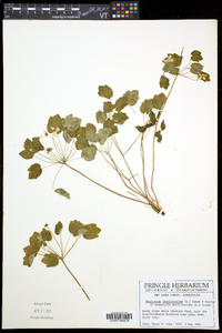 Thalictrum thalictroides image