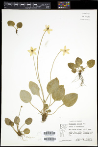 Parnassia glauca image