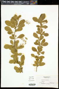 Berberis vulgaris image