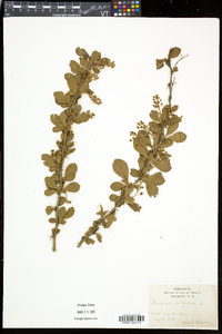 Berberis vulgaris image