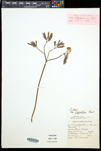 Caulophyllum giganteum image