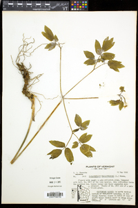 Caulophyllum thalictroides image