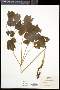 Caulophyllum thalictroides image