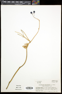 Caulophyllum thalictroides image