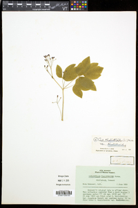 Caulophyllum thalictroides image