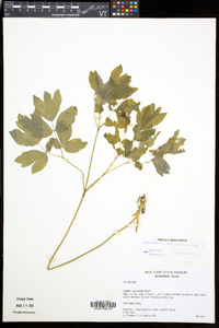 Caulophyllum thalictroides image