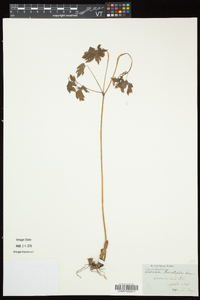 Caulophyllum thalictroides image