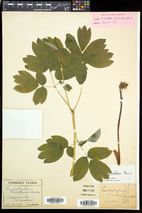 Caulophyllum thalictroides image