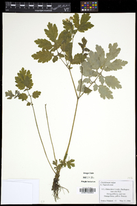 Chelidonium majus image