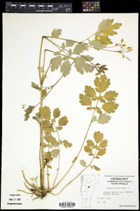 Chelidonium majus image