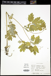 Chelidonium majus image