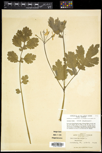 Chelidonium majus image