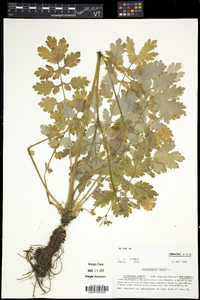 Chelidonium majus image