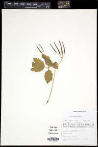 Chelidonium majus image