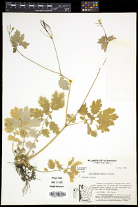 Chelidonium majus image