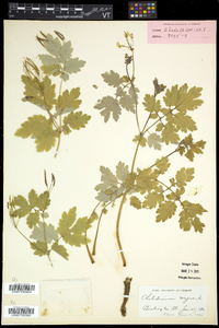 Chelidonium majus image