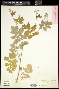 Chelidonium majus image