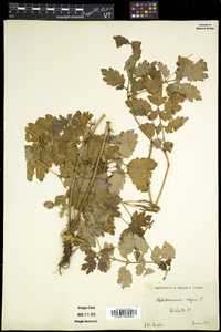 Chelidonium majus image