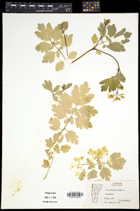 Chelidonium majus image