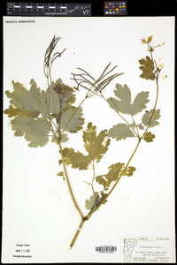 Chelidonium majus image