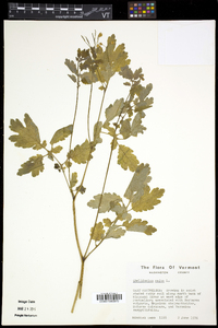 Chelidonium majus image