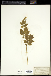 Chelidonium majus image