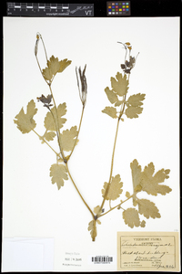 Chelidonium majus image