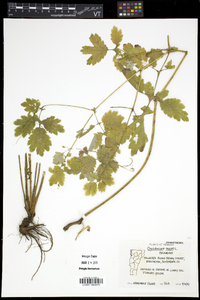 Chelidonium majus image