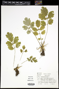 Chelidonium majus image