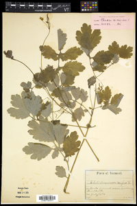 Chelidonium majus image