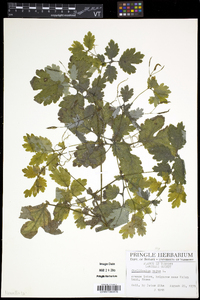 Chelidonium majus image