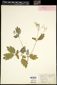 Chelidonium majus image