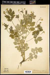 Chelidonium majus image