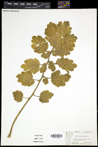 Chelidonium majus image