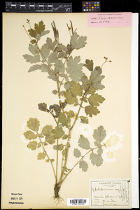 Chelidonium majus image