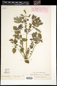 Chelidonium majus image