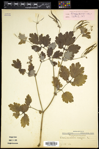 Chelidonium majus image