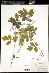 Chelidonium majus image