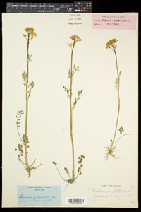 Cardamine dentata image