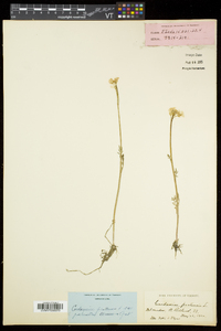 Cardamine dentata image