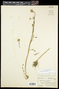 Cardamine dentata image